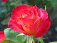 rose - photo1