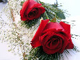 red-roses - photo8