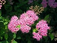 pink-flowers - photo19