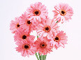 pink-flowers - photo4