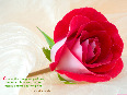 rose - photo1
