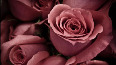 pink-flowers - photo15
