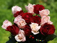red-roses - photo11