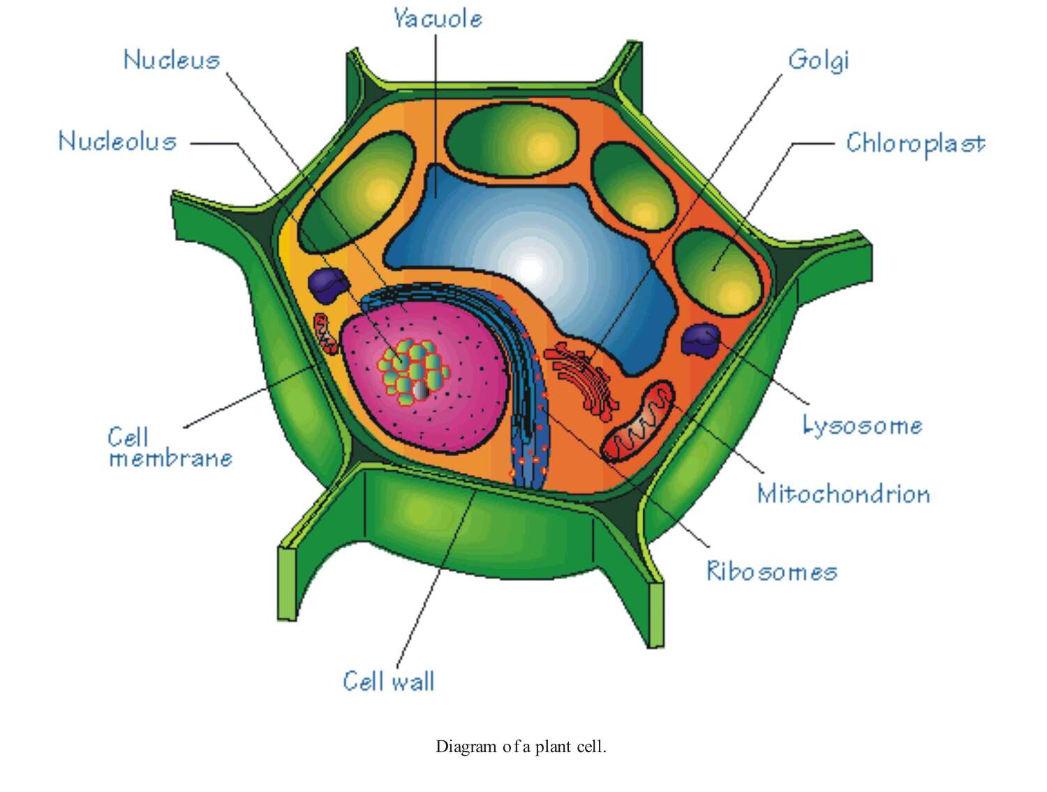 plant cell diagram