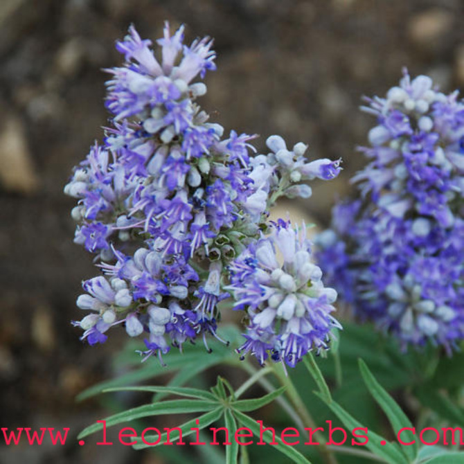 AGNUS CASTUS