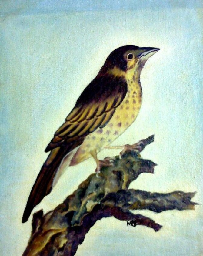 Code Magon20  Bird on stump