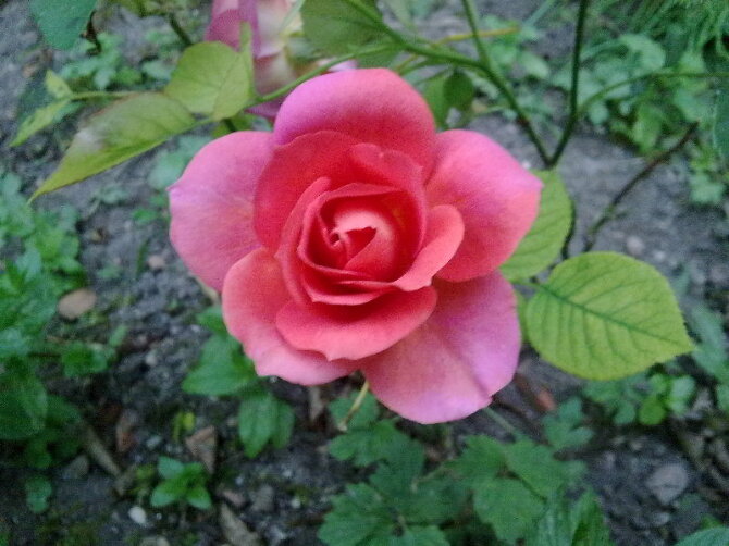 rose-photo6