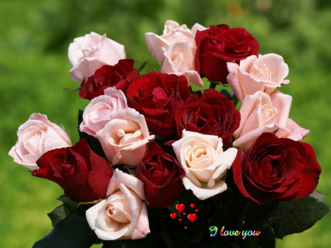 red roses-photo11