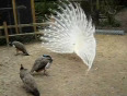 A white peacock in love