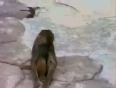 Check how this monkey got shock of his life!