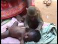 monkey babysitter - youtube
